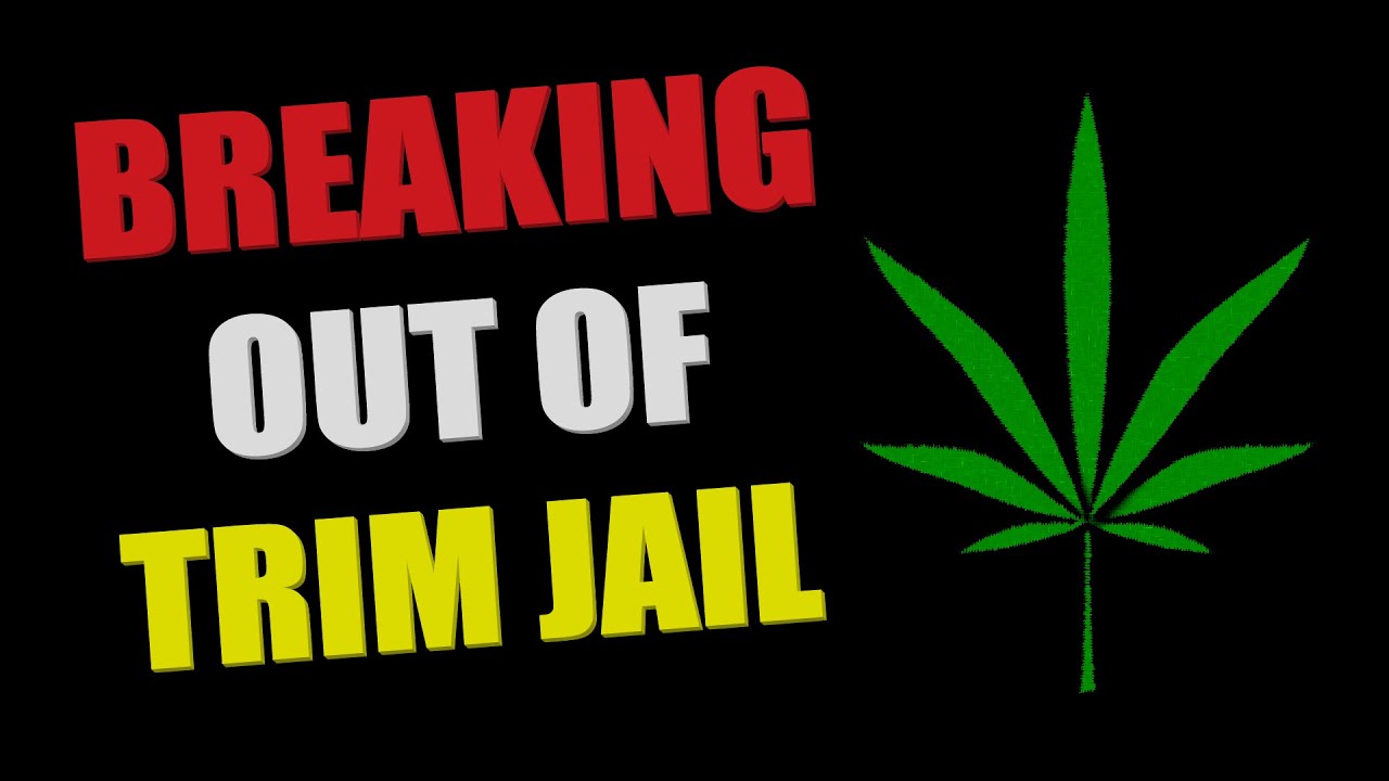 Trimming Cannabis with Tom's Tumbler TTT 1600