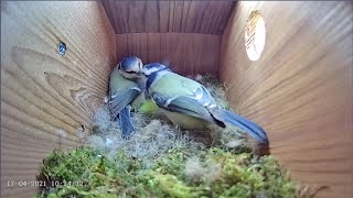 Download Lagu 17th April 2021 - Blue tit nest box live camera highlights Thumbnail