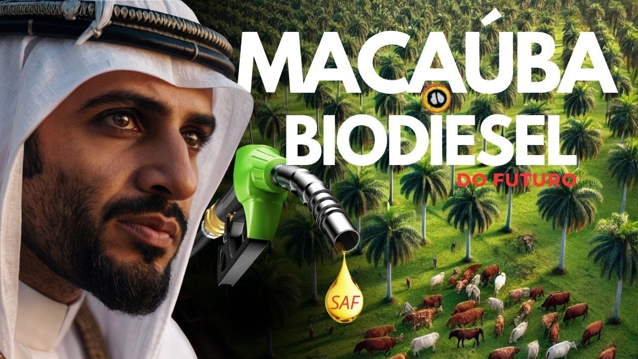 Macaúba  o Biodiesel Sustentável