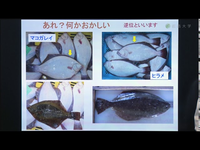 image-ヒラメとカレイの生物学～水産資源の持続的な利用に向けて～