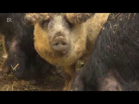 Das Wollschwein: vom Aussterben bedroht | BR24