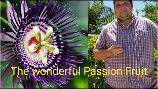 Growing Passion Fruit in the Arizona Desert