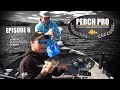 Perch Pro - EPISODE 6 - The Next Level of Perch Fishing | Kanalgratis.se