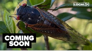 When to expect Brood XIV cicadas to emerge in 2025