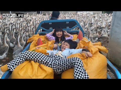 What To Feed Geese For More Eggs, Best Diet & Nutrition Guide For Higher Egg Yields | Farm Life