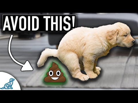 Puppy Potty Training Doesn't Need To Be Stressful