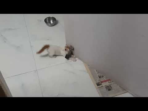 Cats are really beautiful.