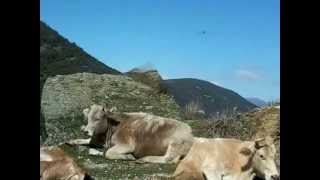 Vassilikos * Moon River