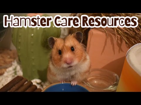 Where can you find out about proper hamster care?