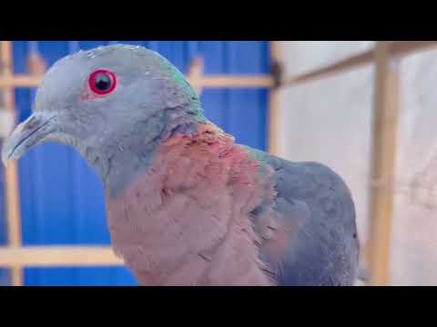 Western bronze-naped pigeon Columba iriditorques