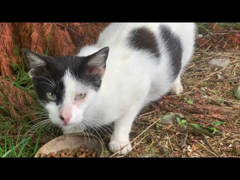 Please always by kind to animals💙 Por favor siempre se amable con los animales