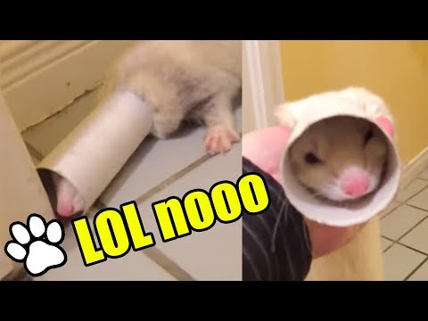 Les furets les plus drôles de tous les temps | vidéos drôles d'animaux de compagnie 2018 | that pet life