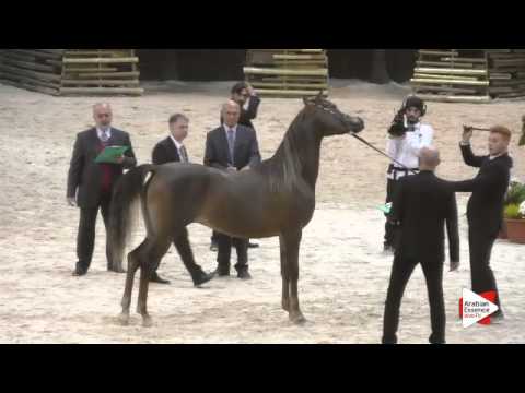 N 145 AGIANNA MONISCIONE   Verona 2015   Fillies 2 years old Class 3