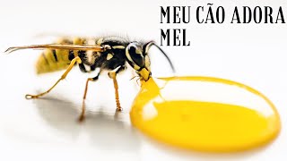 TUDO QUE VOC PRECISA SABER ANTES DE DAR MEL PARA SEUS CES .