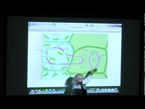 #34 BB 350 Photosynthesis - Kevin Ahern's Biochemistry Online