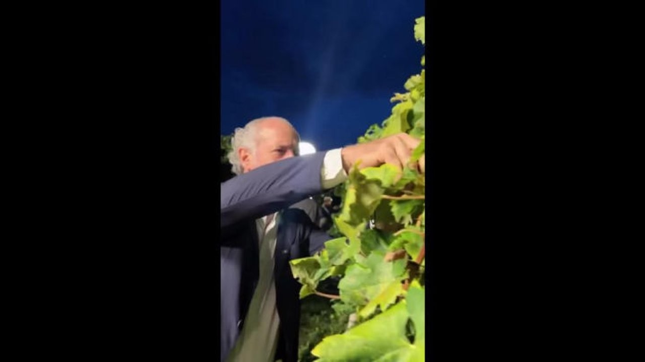 Vendemmia notturna per Zaia, raccoglie i grappoli d'uva in una vigna: "Magia e tradizione"