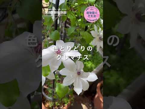 園芸 ストラスブール大学の植物園