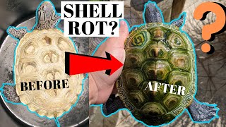Does My Turtle Have SHELL ROT?  (*SHELL ROT EXPLAINED*)