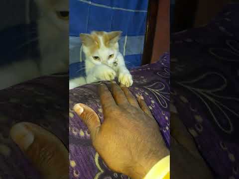 Dinku 😂 atrocity 🤣🤣 #catfunnyvideo #shorts