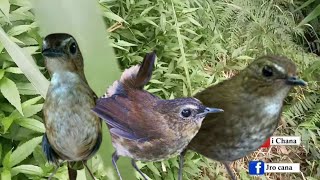 Download lagu Suara Jongkangan Jantan ngeplong pajang cocok buat pancingan mp3 Download lagu Suara Jongkangan Jantan ngeplong pajang cocok buat pancingan mp3