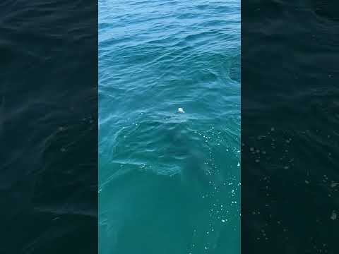 1000LB GIANT BLUEFIN TUNA ALL AROUND THE BOAT! #PELAGIC #FISHING #BLUEFINTUNA #SHORTS