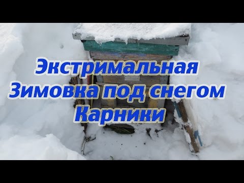 Откапываю ульи Рута из под снега после зимовки пчелосемей Карника на воле .Beekeeping.