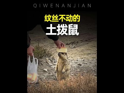 為什麼土撥鼠總是站著一動不動？#土撥鼠 #神奇動物 #動物解說