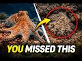 The Octopus That Erases Itself From Reality