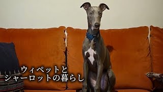 Mukie the whippet: week 12 to 16