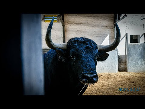SORTEO | Corrida toros 16 julio, Robert Margé