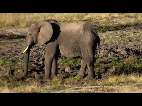 Djuma: Elephants with wee ones at pan-Part1 - 06/01/18