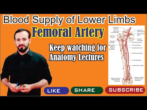 62. Femoral artery Anatomy : Origin , Dimensions, Branches | Blood Supply of Lower Limbs