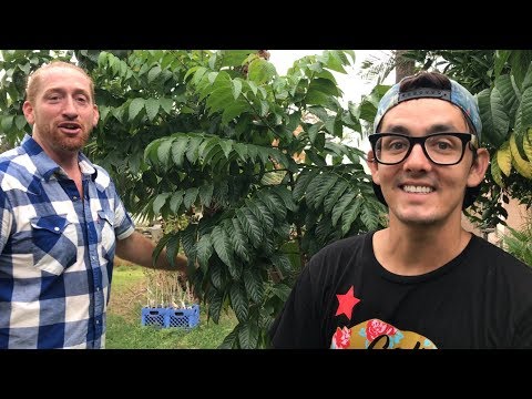 download lagu mp3 mp4 African Tulip Tree Yellow, download lagu African Tulip Tree Yellow gratis, unduh video klip African Tulip Tree Yellow