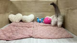 ラグドールの動画01