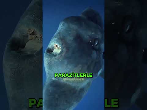 Dünyanın En Aptal Balığının Nesli Neden Hala Tükenmedi?