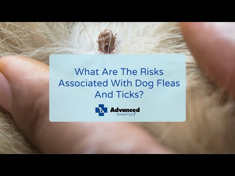 What Are The Risks Associated With Dog Fleas And Ticks?