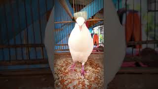 Download lagu Hitungan detik suara burung puter putih albino ini bikin puter lain ikutan gacor #birds #albino mp3