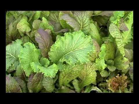 GROWING POWER - Will Allen