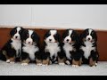 Bernese Mountain Dog dogs for sale: Rowdy - Video 1
