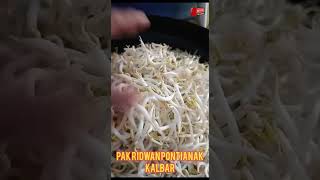 Download lagu kecambah hasil dari perajin pemula #kacanghijau mp3
