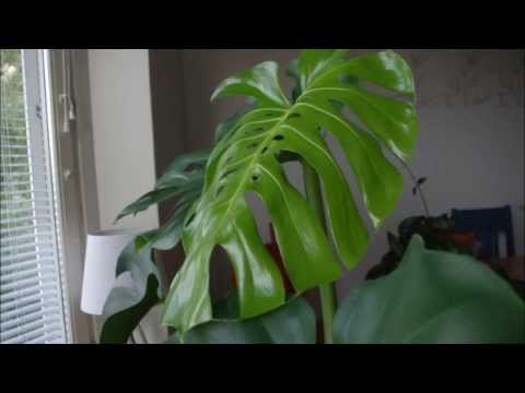 download lagu mp3 mp4 Peikonlehti, download lagu Peikonlehti gratis, unduh video klip Peikonlehti