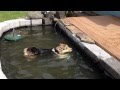 Corgi Swimming Pool