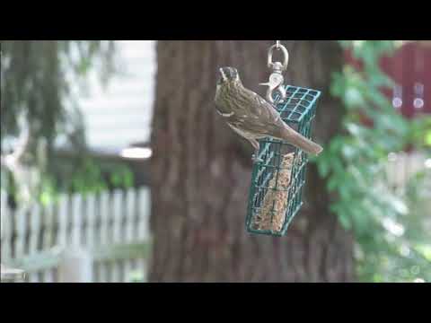 Female Rose Breasted Grosbeaks