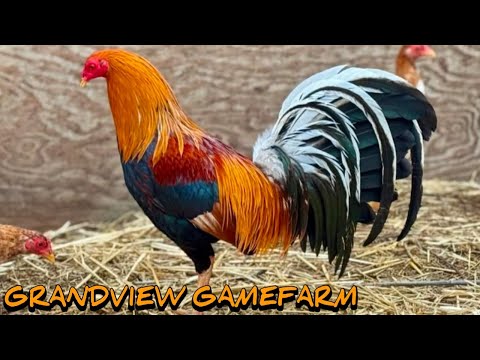 Sweater Yellow Leg Hatch Asil - GRANDVIEW FARM