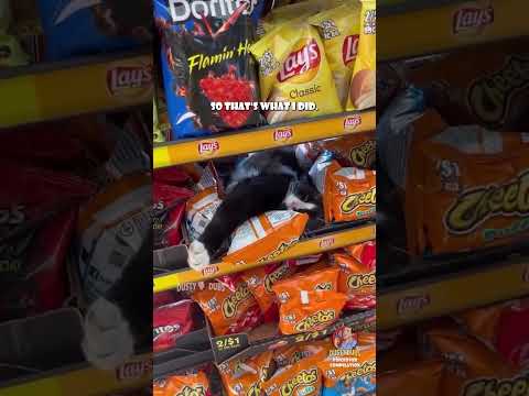 OMG! You Won't Believe What These Talking Cats Have to Say!