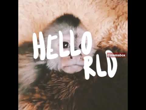 Drunken Monkey| Funny Videos