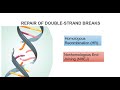 DNA Double Strand Breaks And Repair Systems Part 2