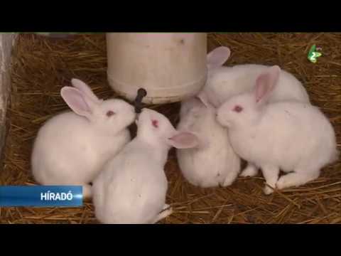 kerekférgek milyen típusú férgek
