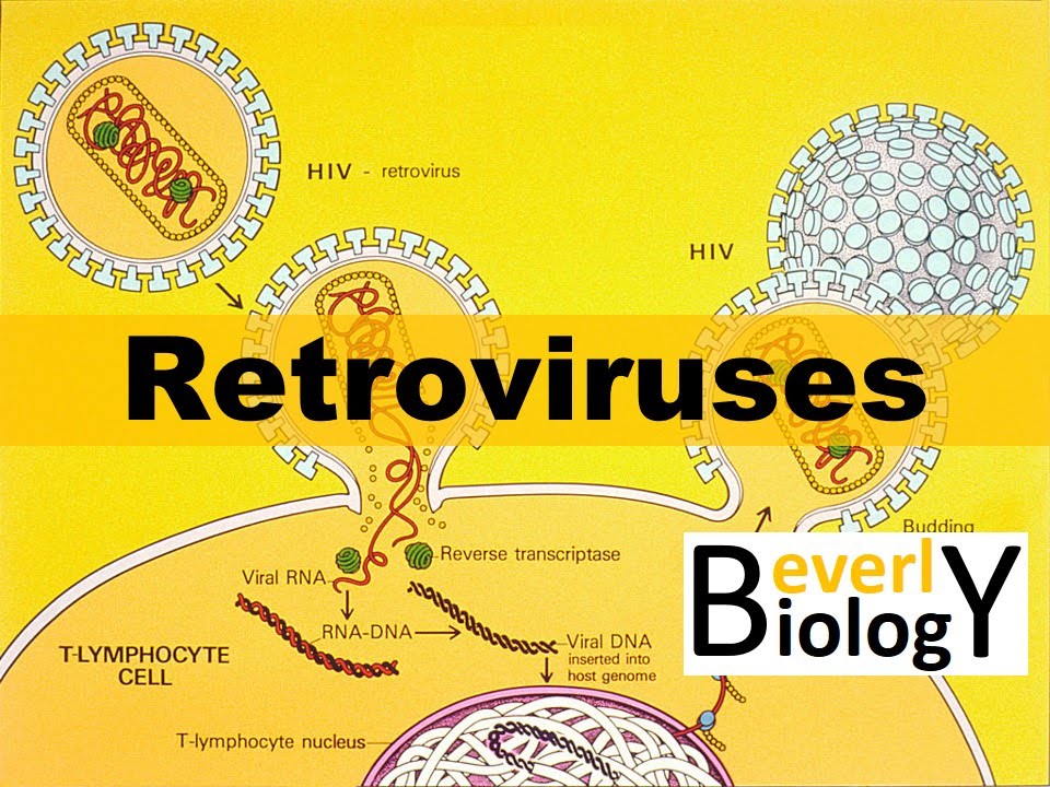 Retroviruses