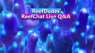 AskReefDudes - Live Saltwater Aquarium Q&A with ReefingWithO